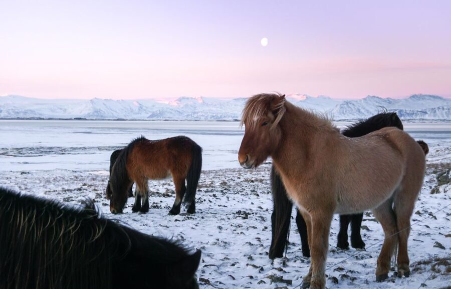 From Reykjavik: 6-Day Icelandic Ring Road Tour - Guide quality, comfort, and the pace of the minivan