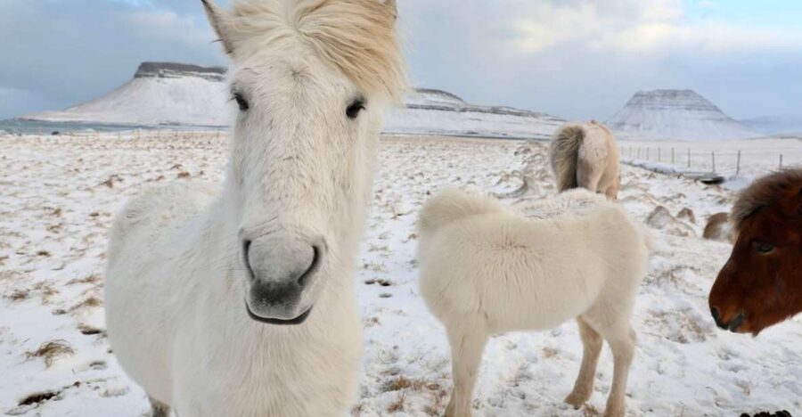 From Reykjavík: Full-day Golden Circle & Horse Riding Tour - Key points to know before booking