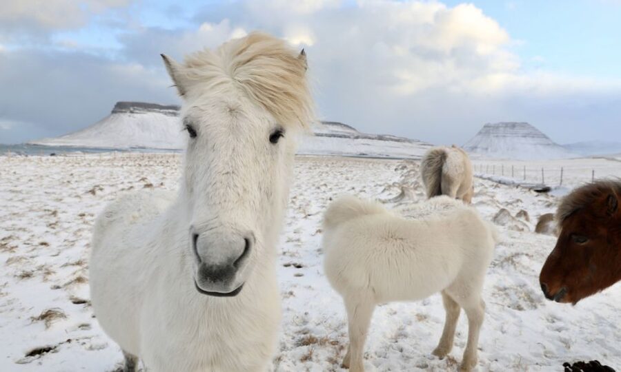 From Reykjavík: Full-day Golden Circle & Horse Riding Tour - The bus change that can shape the day