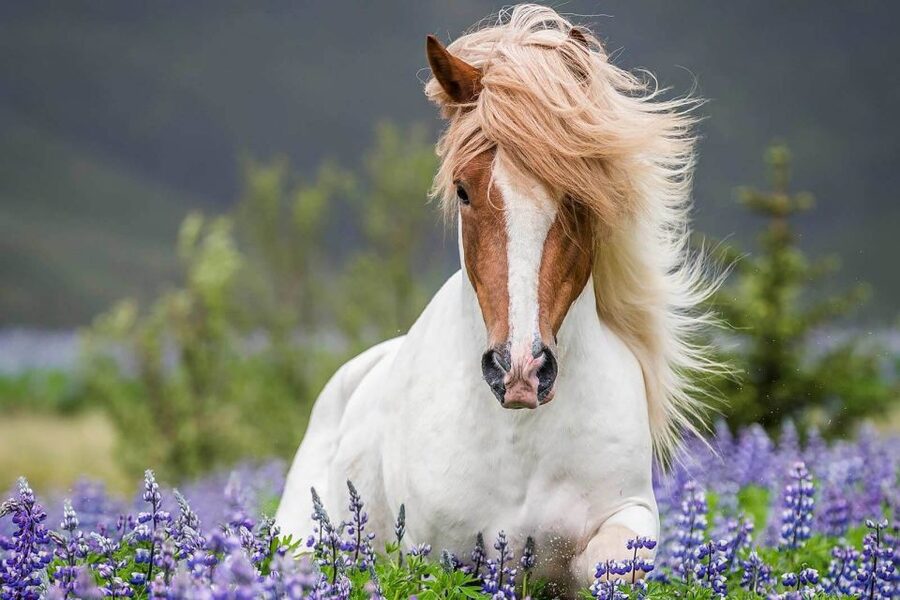 From Reykjavik: Full-Day Horse Riding & Golden Circle Tour - Why this horse ride makes the day different
