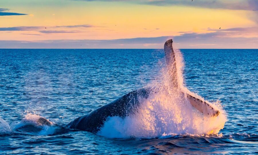 From Reykjavik: Full Day Whale Watching & Golden Circle Tour - Who will enjoy this most?