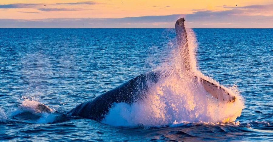 From Reykjavik: Full Day Whale Watching & Golden Circle Tour - Morning: whale watching in Faxaflóa Bay