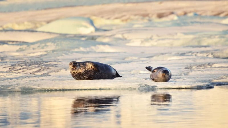 From Reykjavik: Glacier Lagoon and Fjaðrárgjúfur Canyon Tour - A 15-hour South Coast day from Reykjavik
