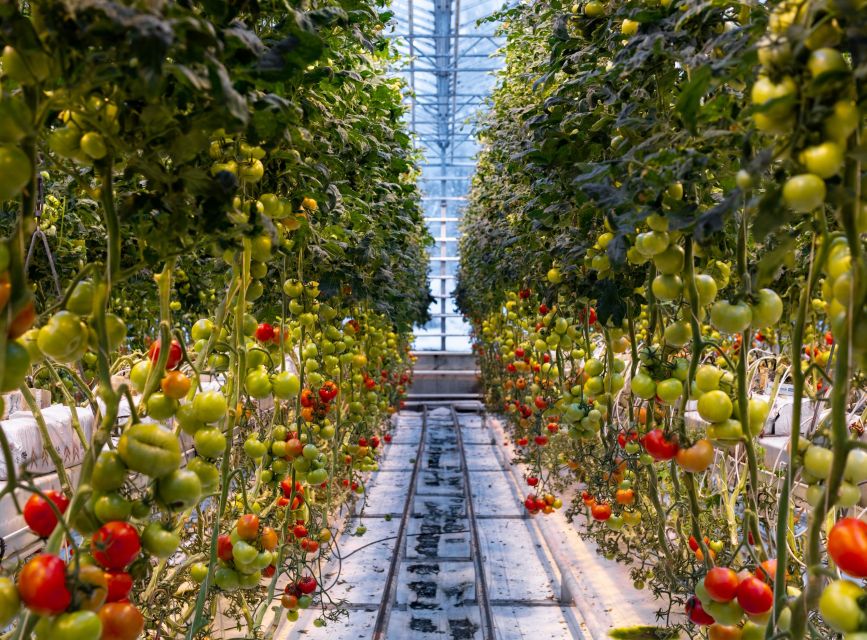 From Reykjavik: Golden Circle, Friðheimar, & Sky Lagoon Tour - Friðheimar, lunch inside a tomato greenhouse