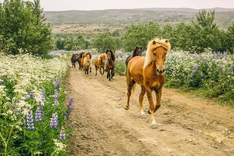 From Reykjavík: Icelandic Horse Riding Tour in Lava Fields - Key points to know before booking