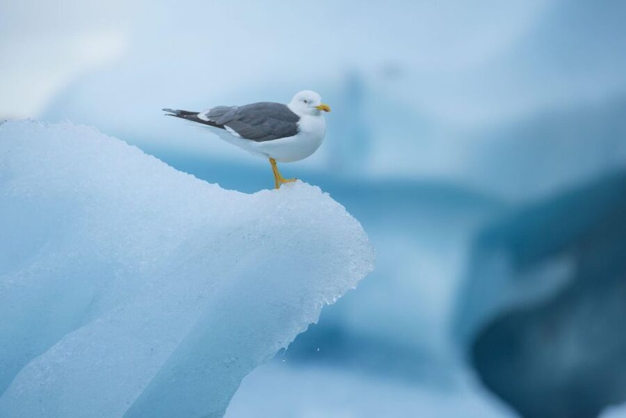 From Reykjavik: Jökulsárlón Glacier Lagoon and Diamond Beach - Key points to know before booking