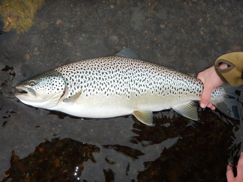 From Reykjavik: Lake and River Fishing Tour - What the scenery adds to the fishing