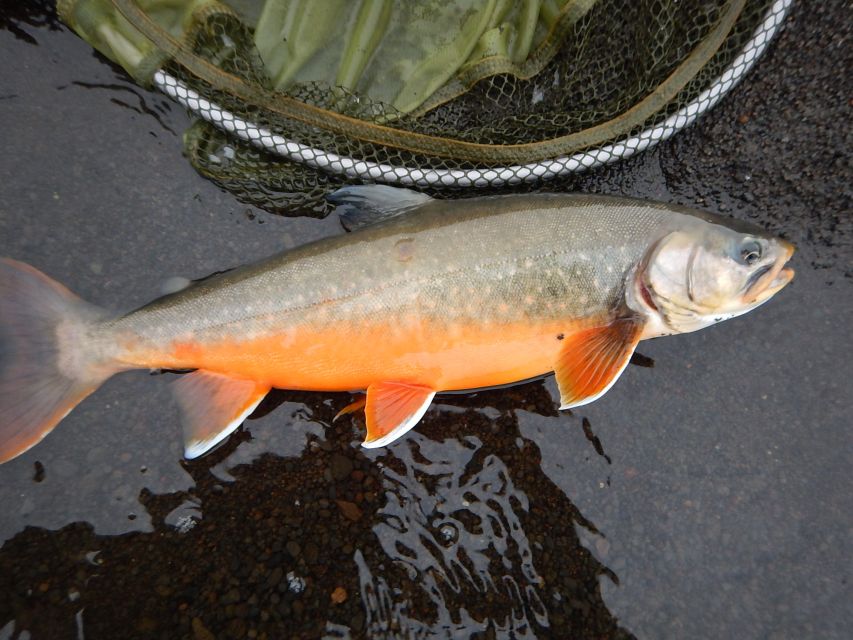 From Reykjavik: Lake and River Fishing Tour - Booking details and practical expectations