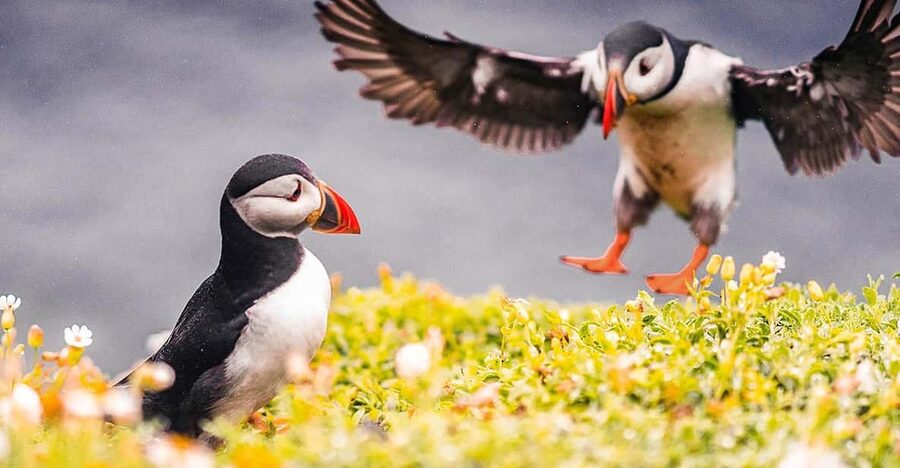 From Reykjavik: Puffin and Volcano Tour in Westman Islands - Why Vestmannaeyjar makes such a good day trip