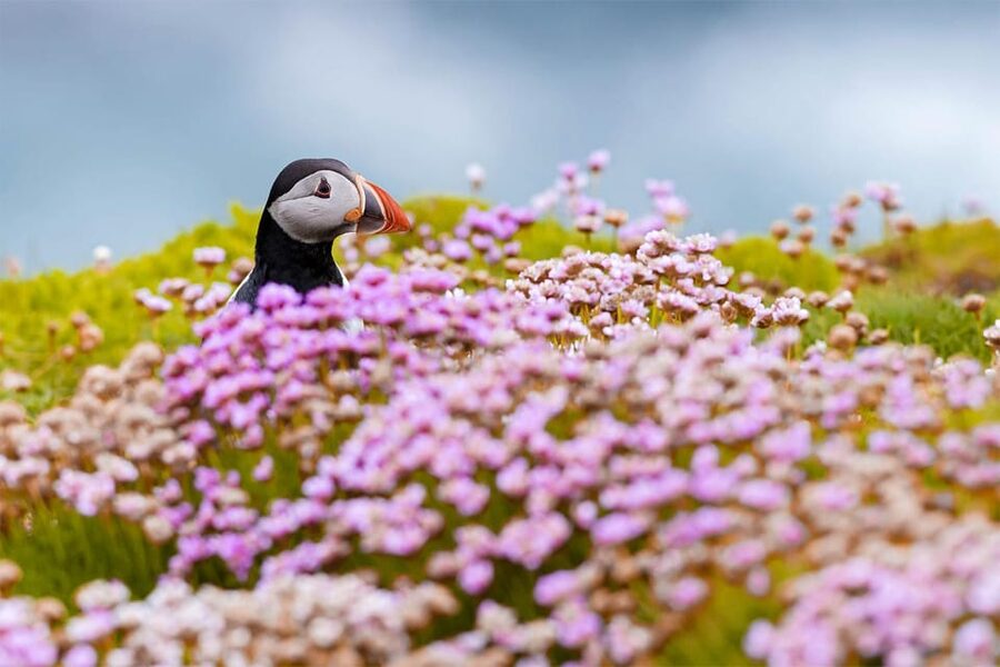 From Reykjavik: Puffin and Volcano Tour in Westman Islands - What the long schedule feels like