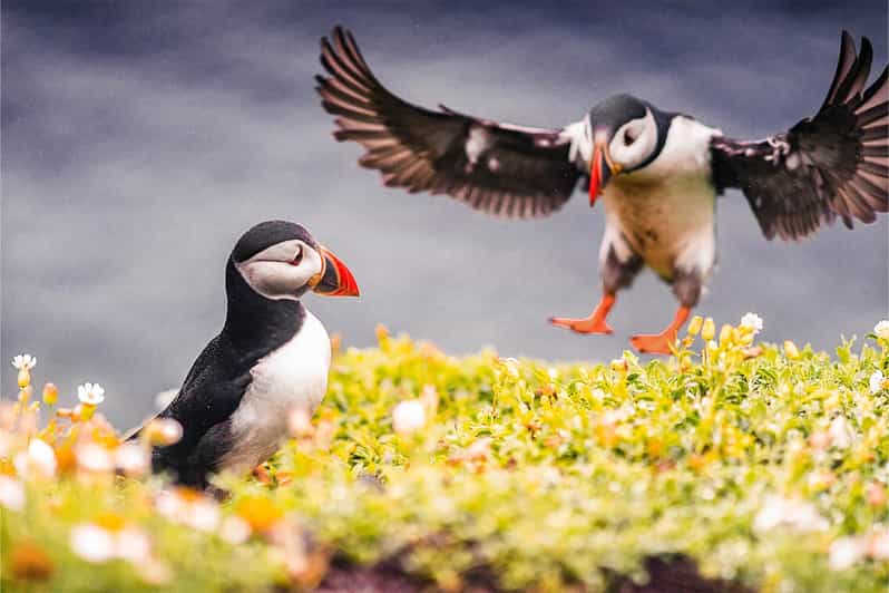 From Reykjavik: Puffin and Volcano Tour in Westman Islands - The ferry crossing to Heimaey