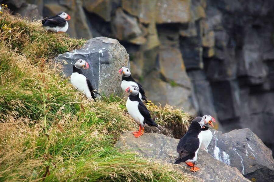 From Reykjavik: South Coast Small-Group Tour - The guide and the small-group feel