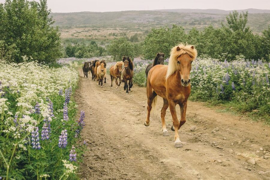 From Reykjavík: Viking Horseback Tour in Hafnarfjörður - Quick takeaways