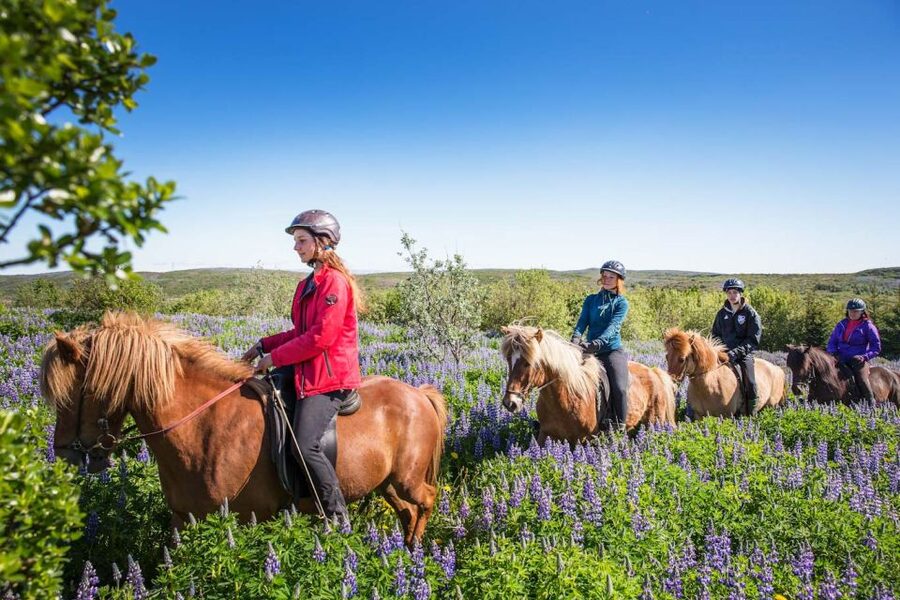From Reykjavík: Viking Horseback Tour in Hafnarfjörður - Why experienced riders should choose this ride
