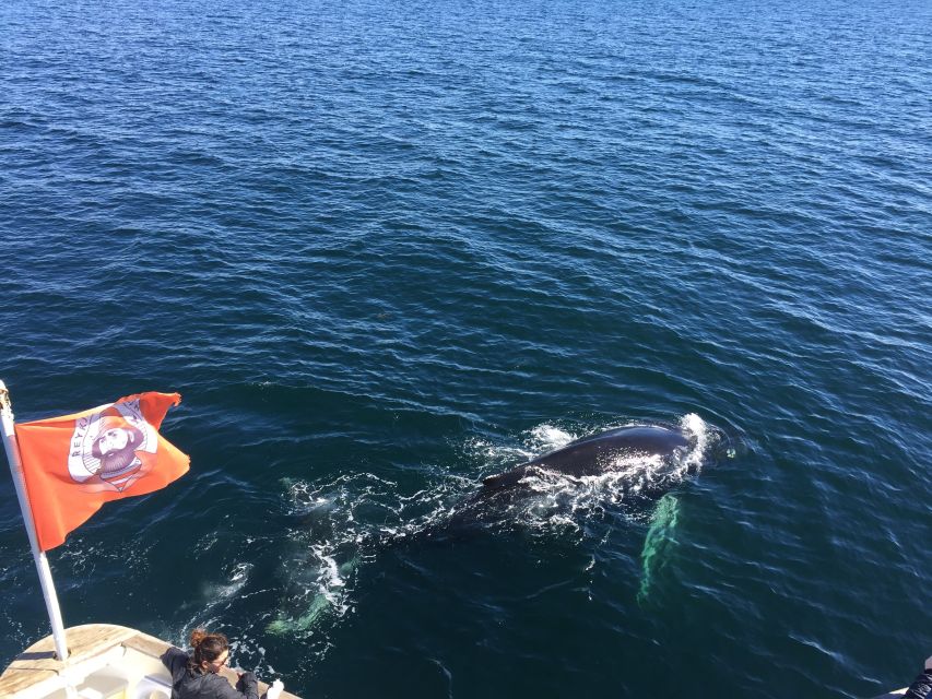 From Reykjavik: Whale Watching Tour - Practical details that make the day easier