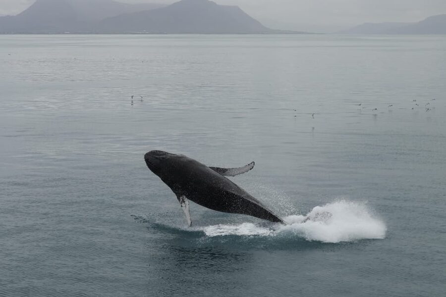 From Reykjavik: Whale Watching Tour - Leaving Geirsgata 11 for Kollafjörður