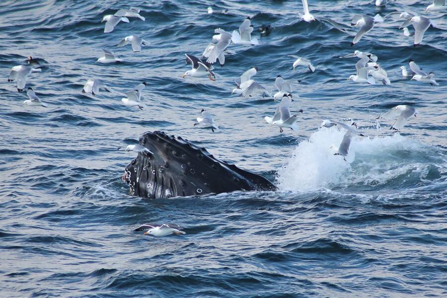From Reykjavik: Whale Watching Tour - Why the guide matters during the quiet spells