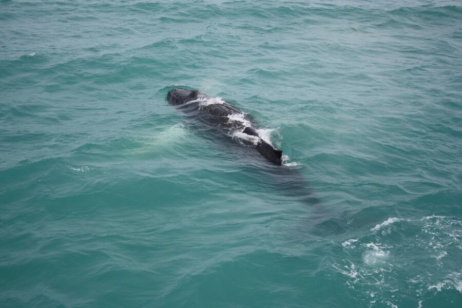 From Reykjavik: Whale Watching Tour - The large-boat tradeoff