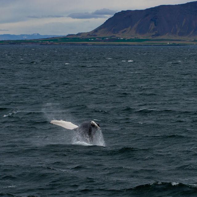 From Reykjavik: Whale Watching Tour - Is $103 a fair price?