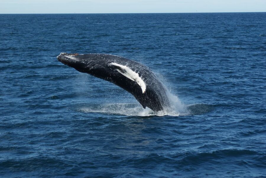 From Reykjavik: Whale Watching Tour - Who will get the most from this outing