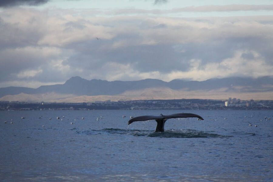 From Reykjavik: Whale Watching Tour by Speedboat - Who should choose this RIB tour?