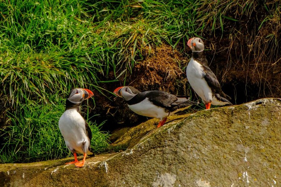 From Reykjavik: Whale Watching Tour by Speedboat - Puffins and the nesting islands