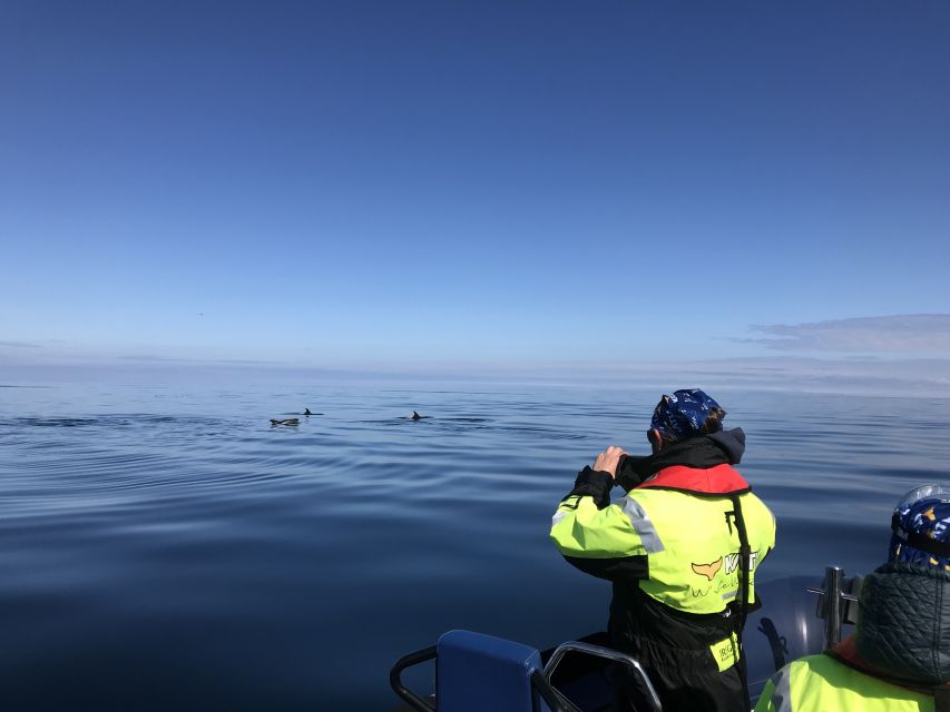 From Reykjavik: Whale Watching Tour by Speedboat - A closer look at the guide service