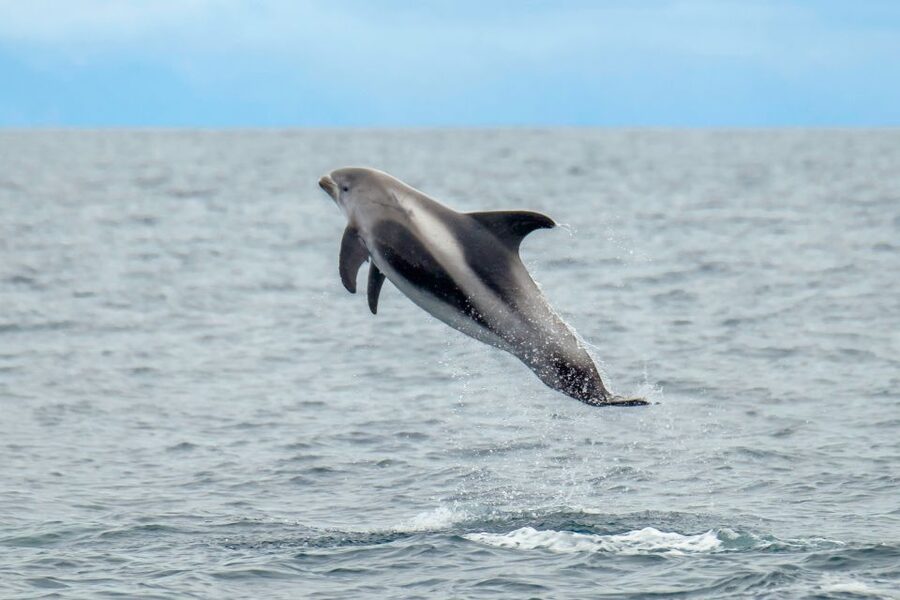 From Reykjavik: Whale Watching Tour by Speedboat - From Ægisgarður to Faxaflói Bay