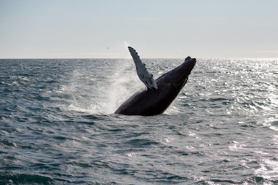 From Reykjavik: Whale Watching Tour - Searching Faxaflói Bay for two hours