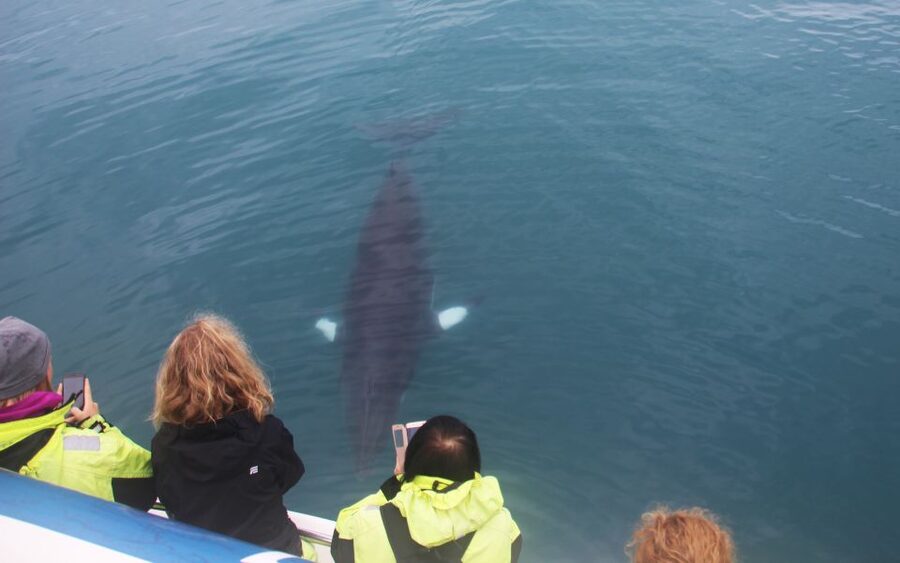 From Reykjavik: Whales and Northern Lights Boat Tour - Key points to know before booking