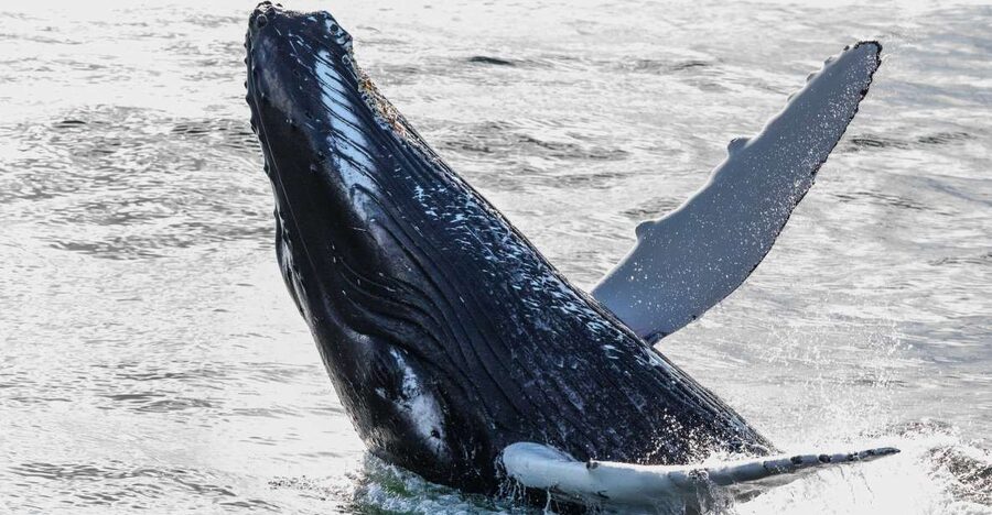 From Reykjavik: Whales and Northern Lights Boat Tour - Guides, crew, and the value of good spotting