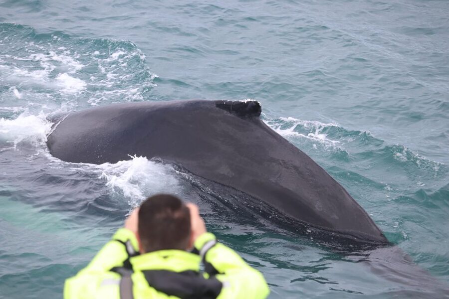 From Reykjavik: Whales and Northern Lights Boat Tour - Practical ways to make the day better