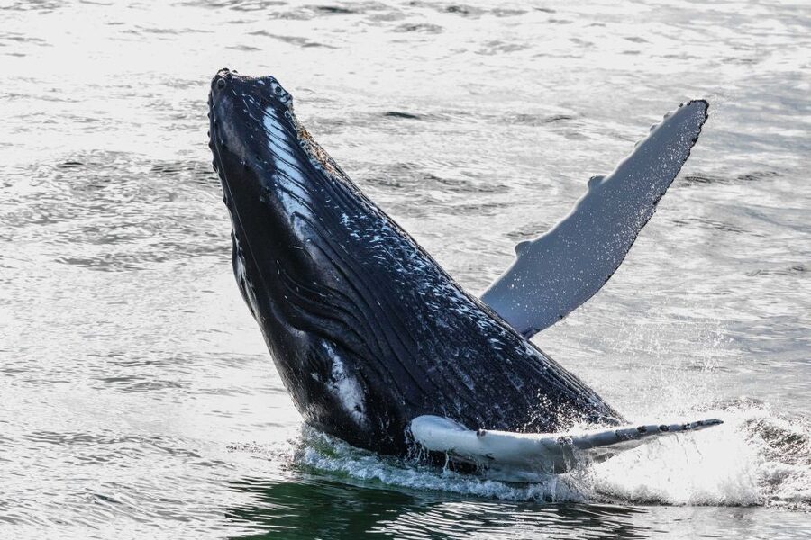 From Reykjavik: Whales and Northern Lights Boat Tour - What the three-hour whale cruise is really like