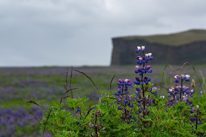 Full-Day Private Tour to Explore South Coast of Iceland - Key points at a glance
