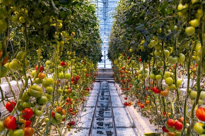 Golden Circle and Lunch at Fridheimar Tomato Farm - with photos - Price, Timing, and Who Gets the Best Value