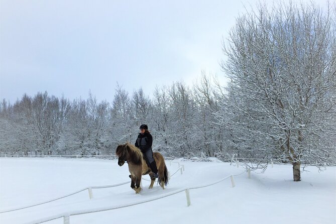 Golden Circle, Fridheimar Farm & Horses Small Group Tour from Reykjavik - Why this Golden Circle day feels different