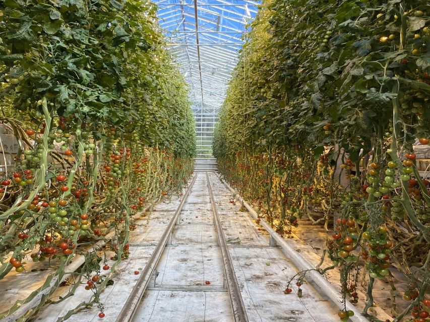 Golden circle, hot spring bakery, tomato farm private tour - Why the bakery makes this Golden Circle tour different