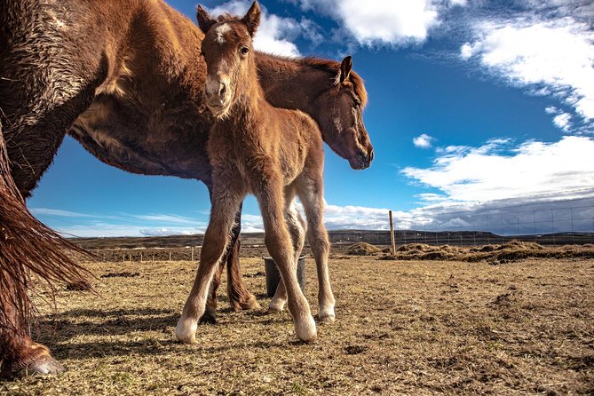 Golden Circle, Secret Lagoon & Kerið Small Group Tour - Gullfoss: the day’s big natural spectacle