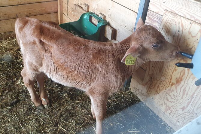 Golden Circle - Shore Excursion from Reykjavik in Minibus, English - Þingvellir and the meeting place of Alþing