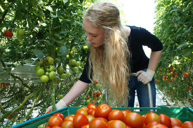 Golden Circle Tales, Tomato Farm & Kerid – Small Group from RVK - Friðheimar explains how tomatoes grow in Iceland