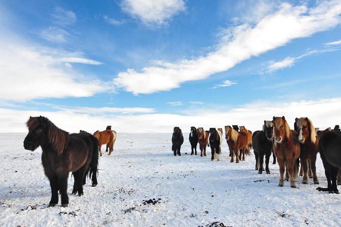 Golden Circle & Viking Horse Experience - Trading the bus for an Icelandic horse