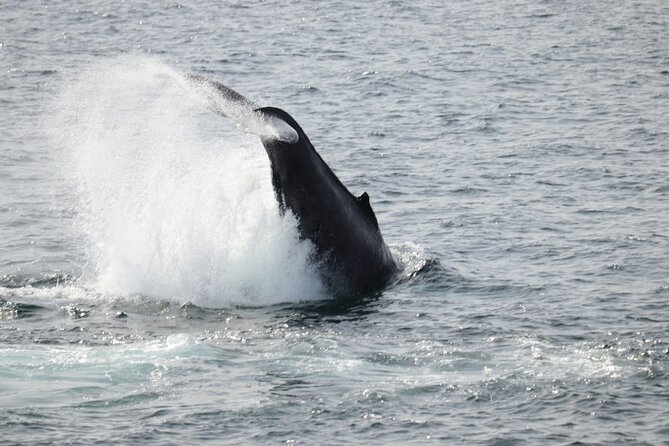 Guided Whale Watching Experience from Reykjavik - Sailing from Reykjavik’s Old Harbour