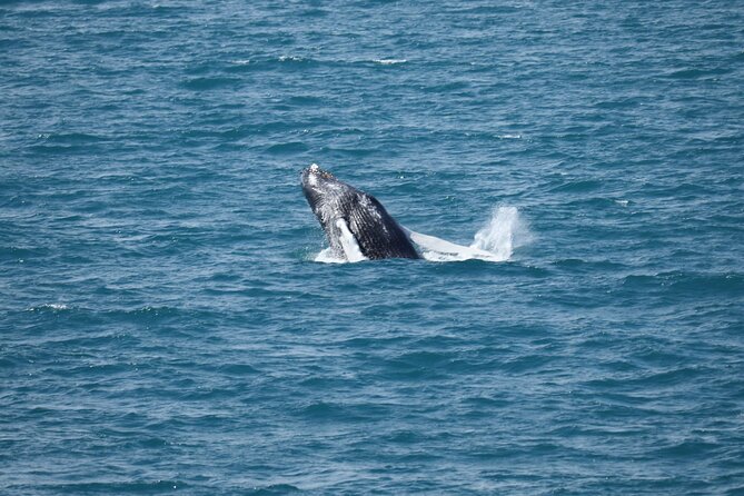 Guided Whale Watching Experience from Reykjavik - Searching Faxaflói Bay for whales