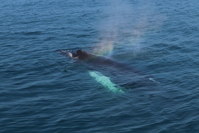 Guided Whale Watching Experience from Reykjavik - The boat’s heated indoor refuge