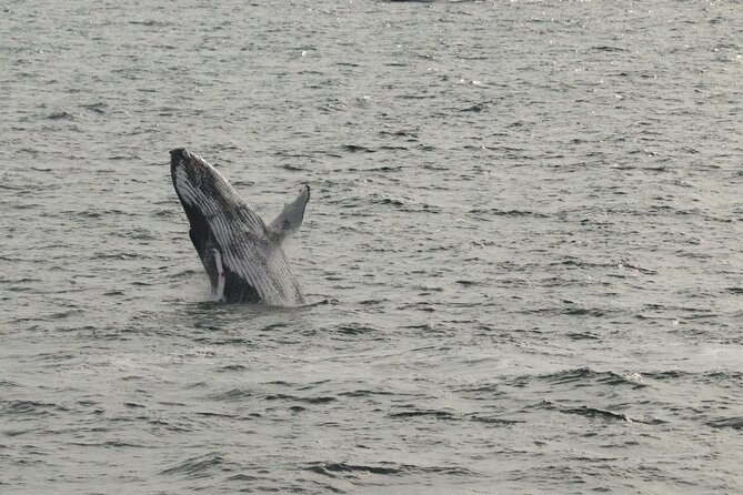 Guided Whale Watching Experience from Reykjavik - How the guides and crew affect the outing