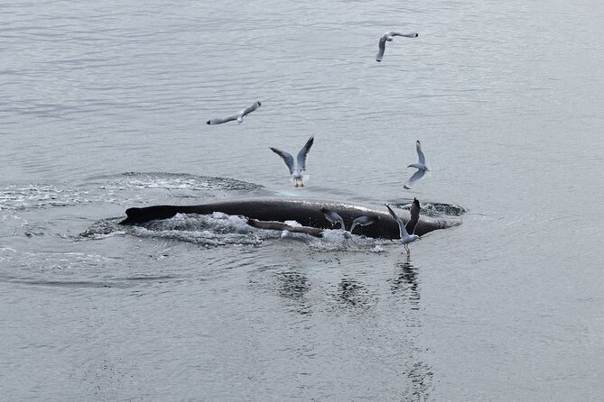 Guided Whale Watching Experience from Reykjavik - Timing, weather, and cancellation rules