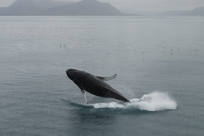 Guided Whale Watching Experience from Reykjavik - What three and a half hours at sea feels like