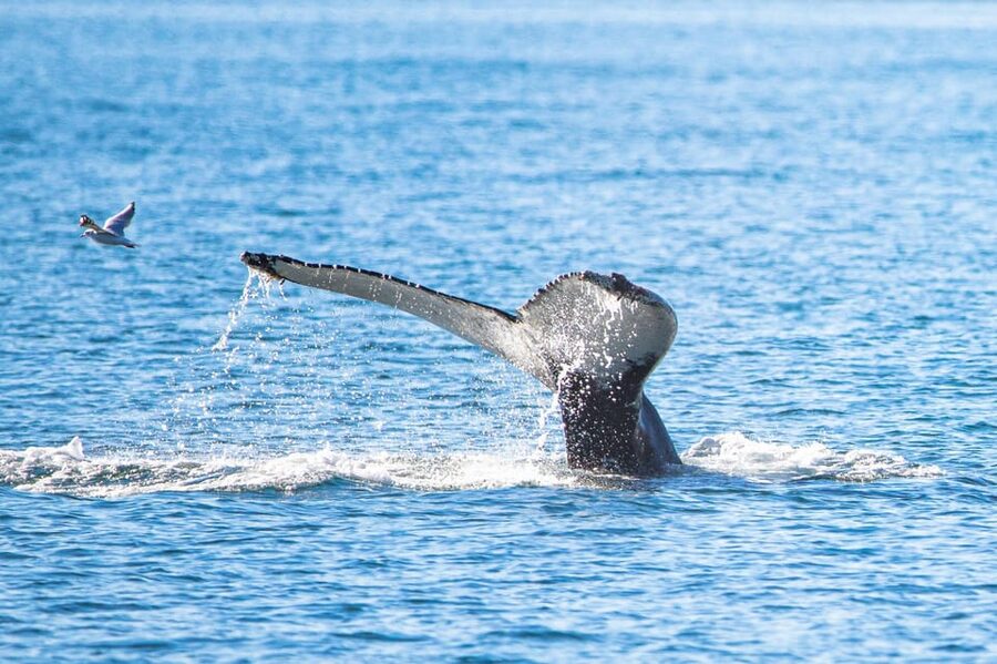 Hauganes: Whale Watching North Iceland - Key points before you book