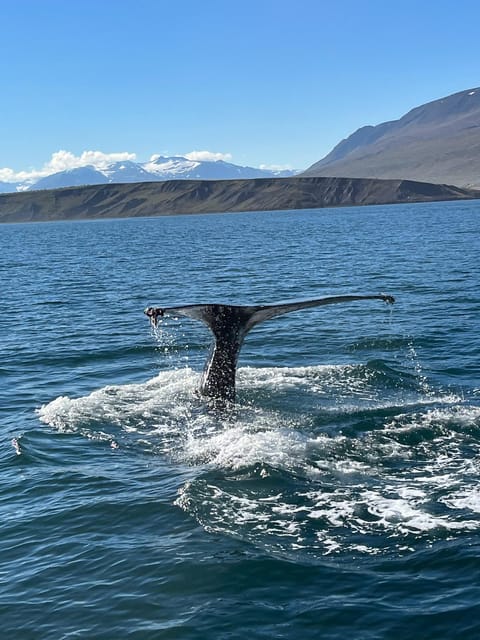 Hauganes: Whale Watching North Iceland - Why Hauganes is a smart whale-watching base