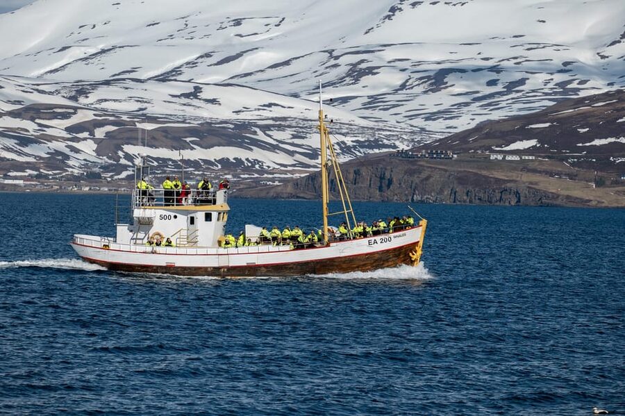 Hauganes: Whale Watching North Iceland - The main hour: watching humpbacks in the fjord